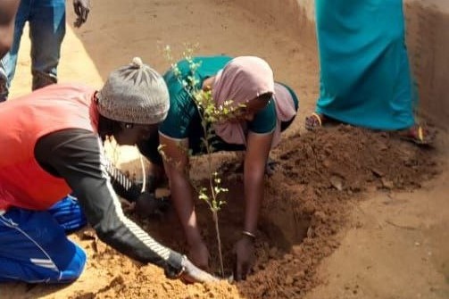 plantation d'arbre